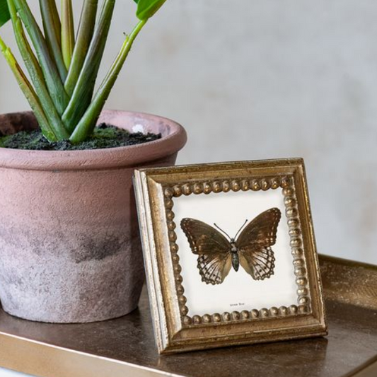 Framed Butterfly